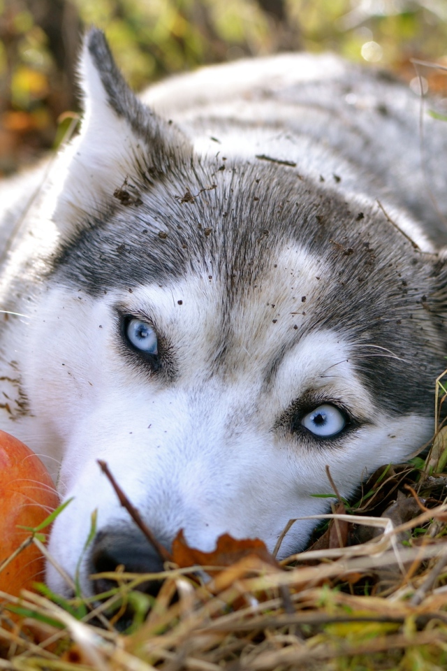 Blue-eyed husky dog lies on the grass