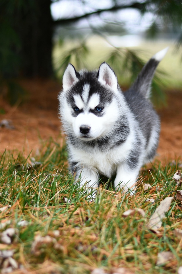 Голубоглазый щенок хаски бежит по зеленой траве