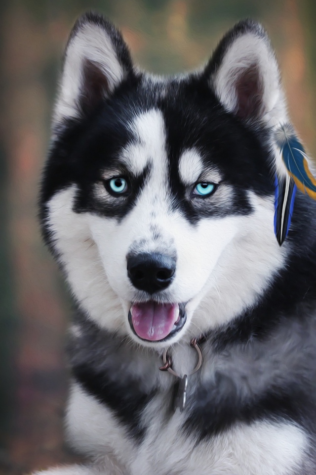 Голубоглазый хаски с высунутым языком