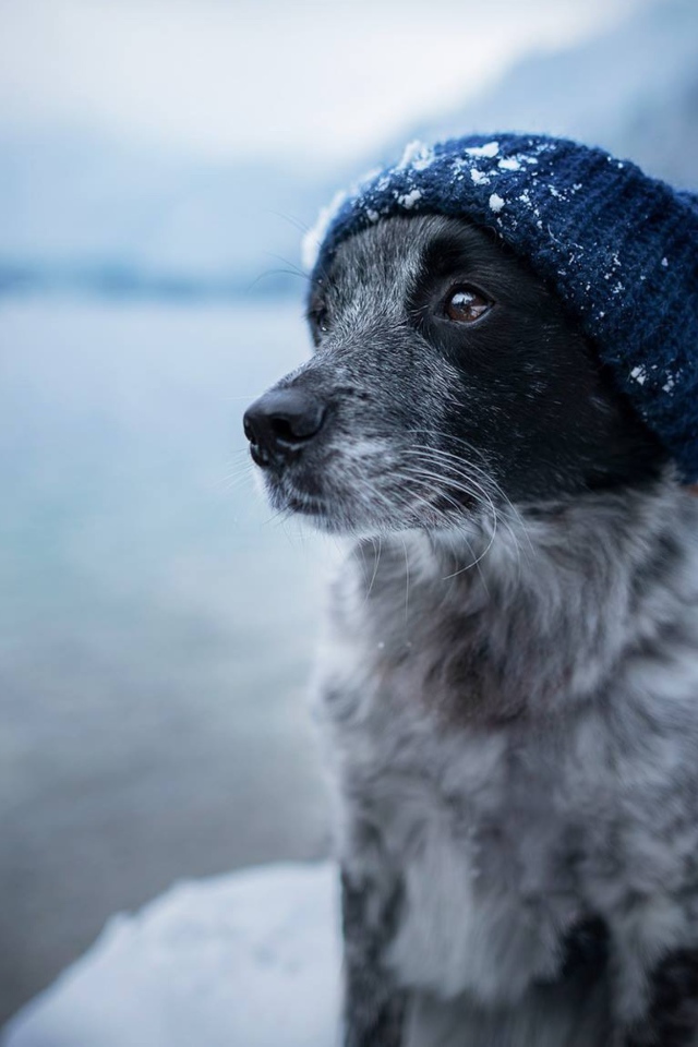 Собака породы бордер колли в теплой шапке 