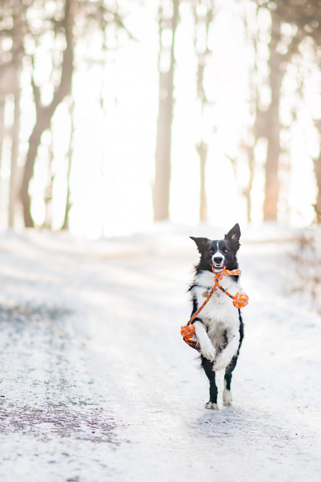 Собака бордер колли бежит по заснеженной дороге