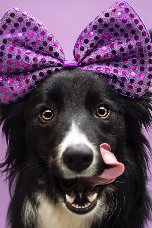 Собака Бордер-Колли с бантом на голове с высунутым языком