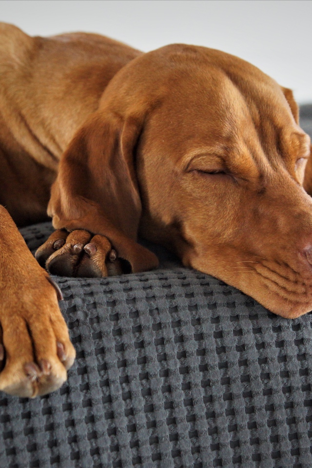 Коричневый пес спит на кровати 