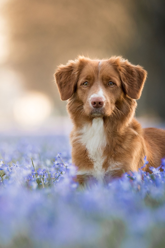Коричневая собака стоит в синих весенних цветах 