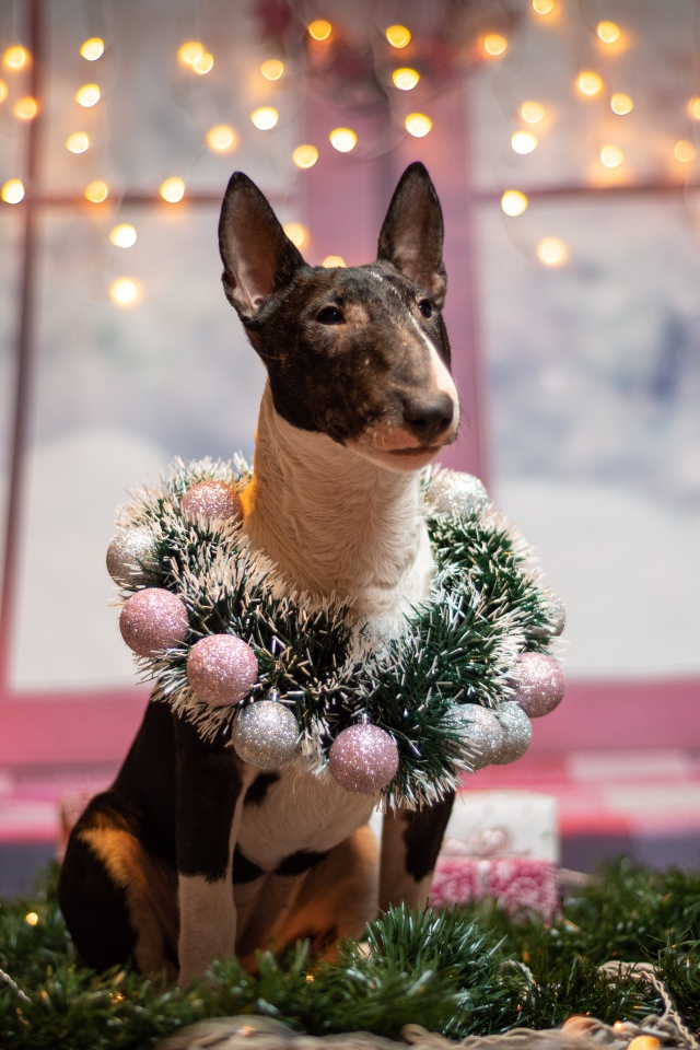 Бультерьер с рождественским венком у окна