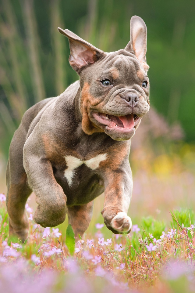Бульдог бежит по полю с розовыми цветами