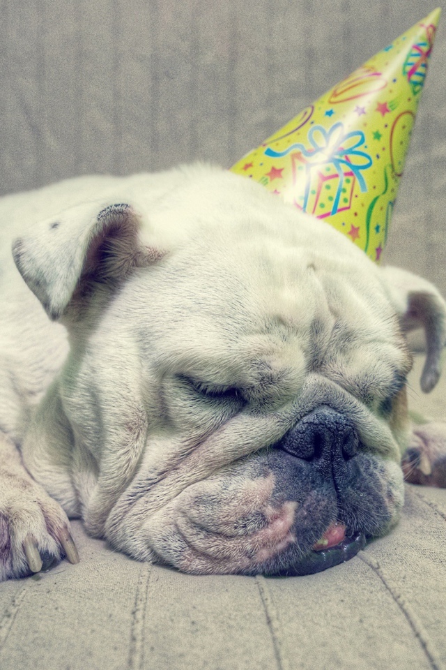 Бульдог спит в праздничном колпаке