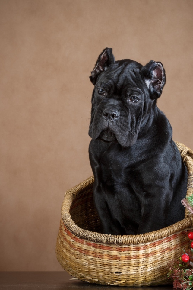 Щенок кане корсо сидит в корзине на коричневом фоне