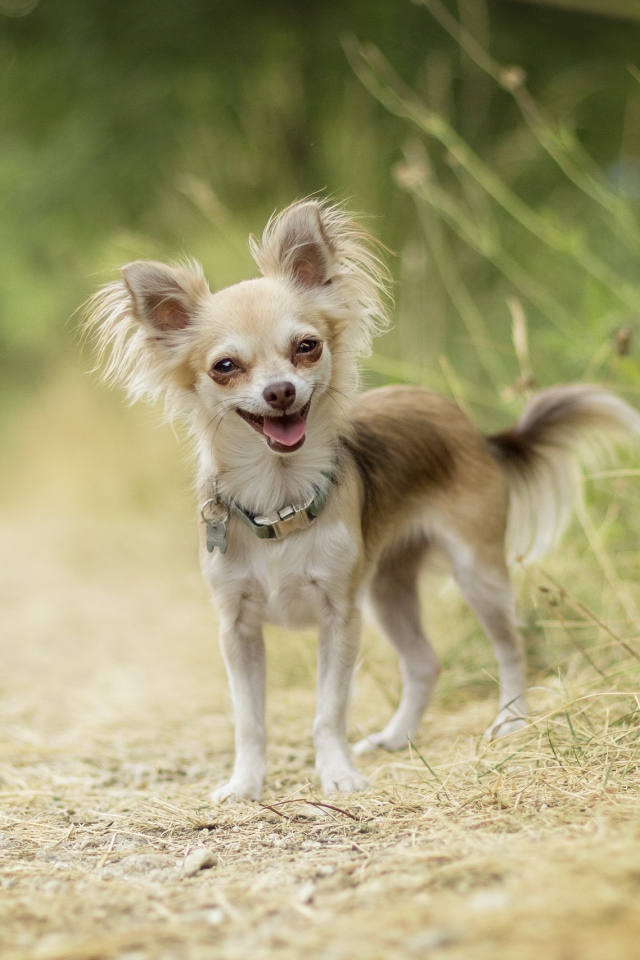 Веселая собака породы чихуахуа на дороге