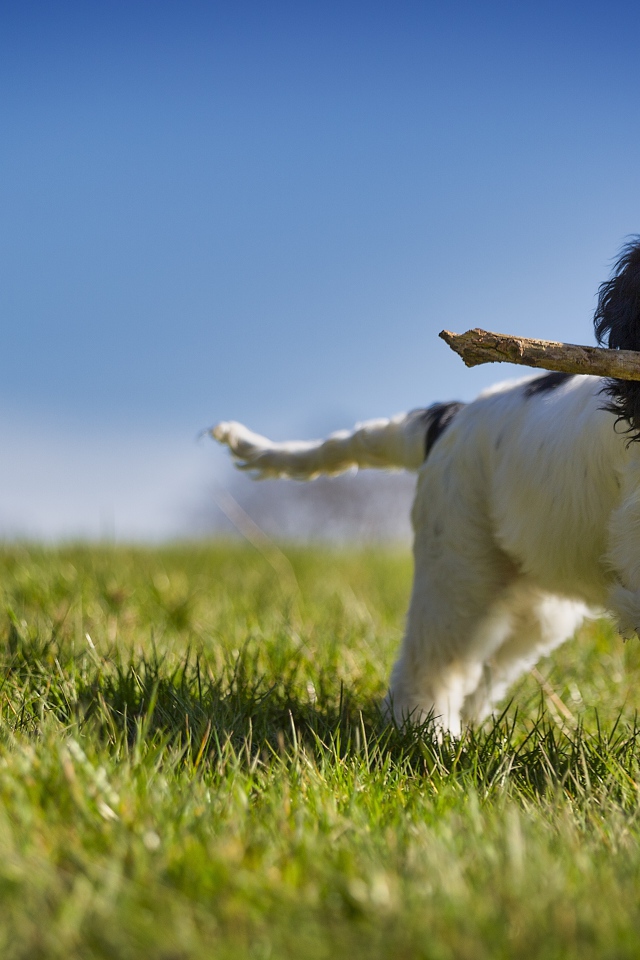 Веселый щенок с палкой бежит по зеленой траве