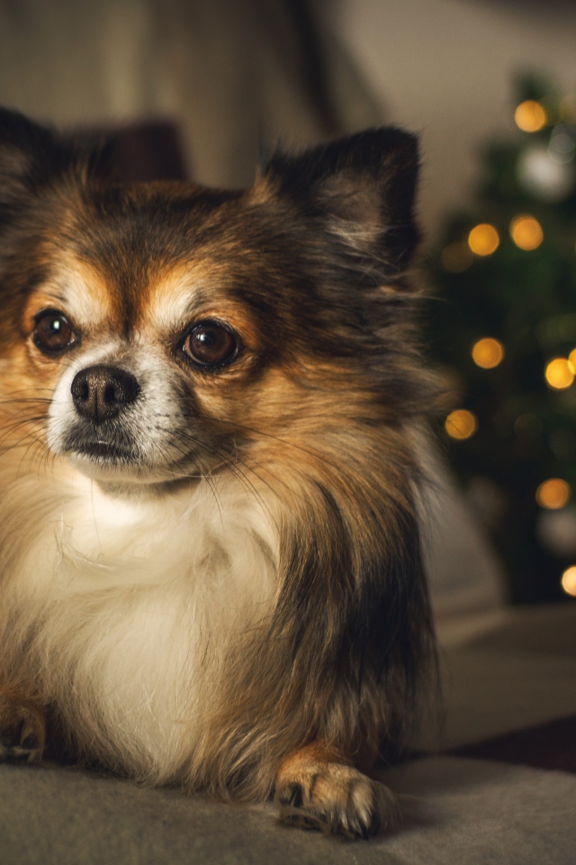 Собака породы чихуахуа лежит на диване у елки 