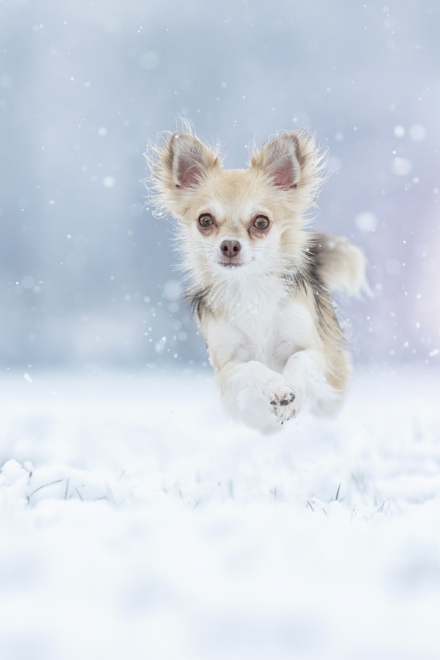 Собака породы чихуахуа бежит по заснеженной земле 