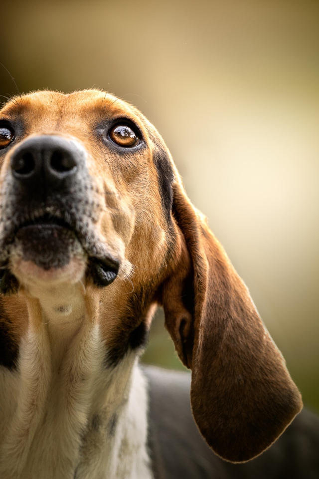 Умный пес породы бигль смотрит на хозяина