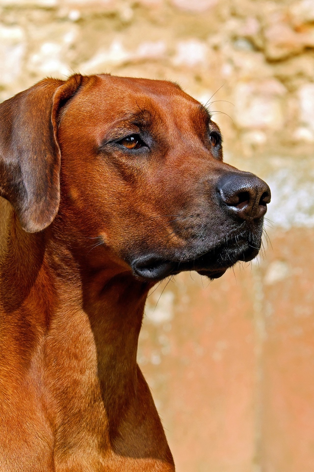 Умный пес породы Родезийский риджбек 