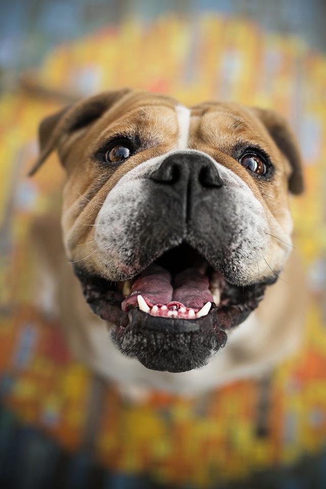 Довольная морда бульдога  