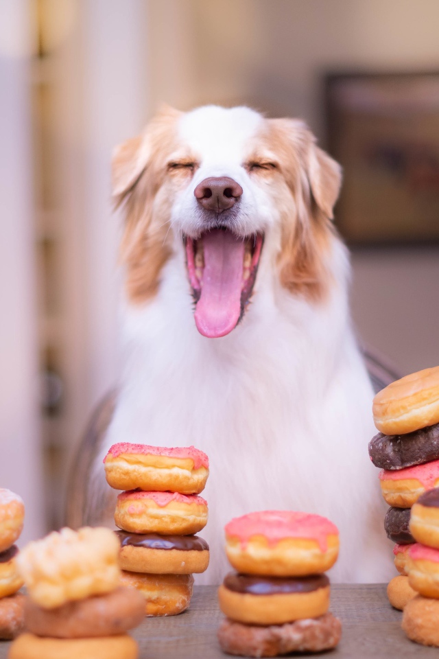 Довольный пес с высунутым языком с пончиками
