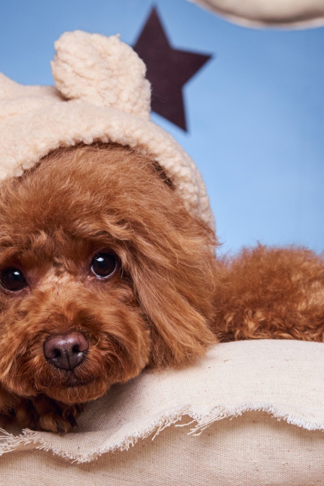 Милый коричневый пудель в костюме готовится ко сну