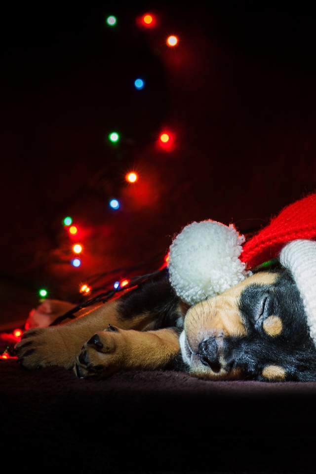 Милый спящий щенок в новогодней шапке 