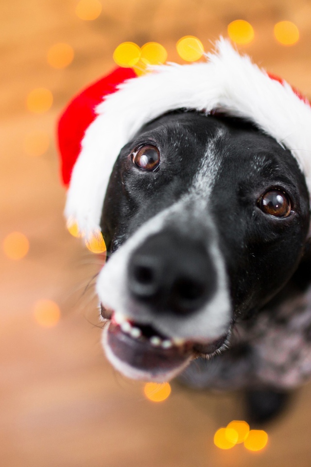 Морда пса в новогодней шапке