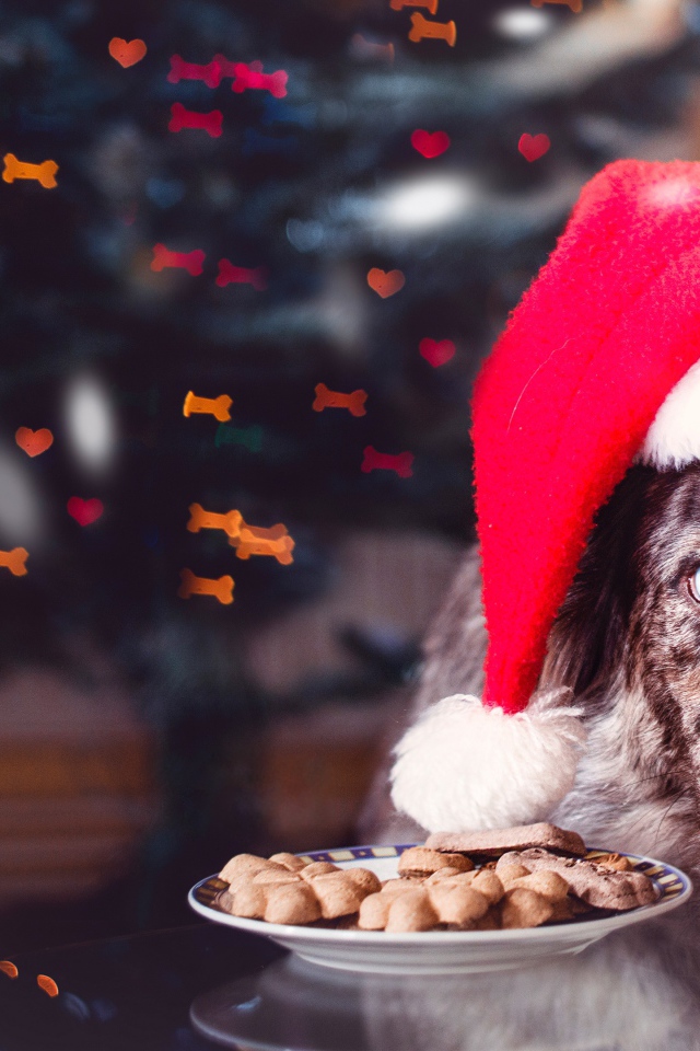 Собака в красной новогодней шапке с печеньем 