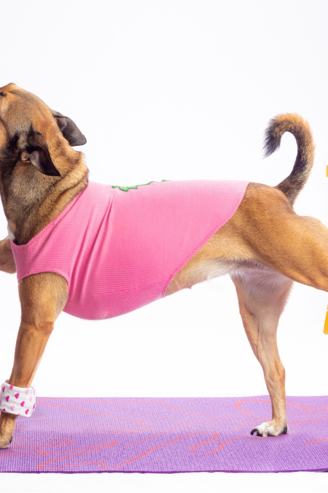 Собака в костюме занимается фитнесом 