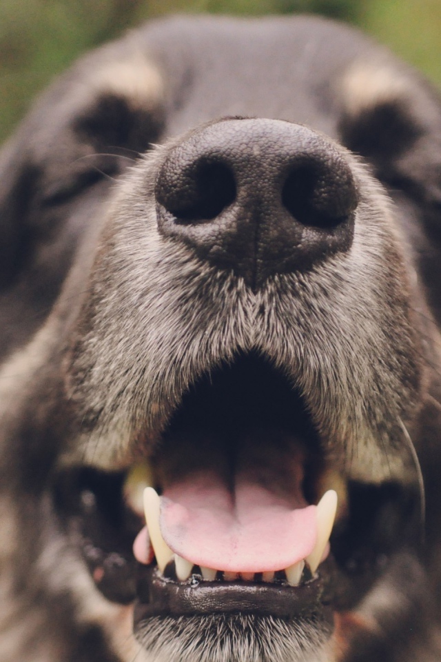 Собака с закрытыми глазами открыла пасть 