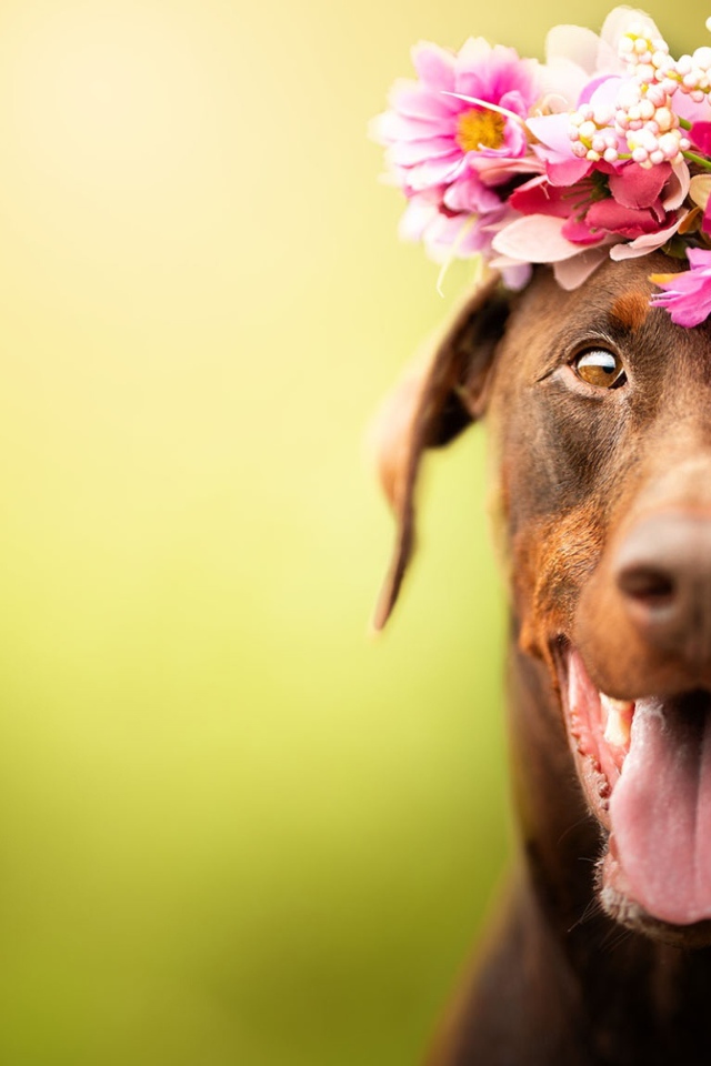 Собака с открытой пастью с венком на голове 