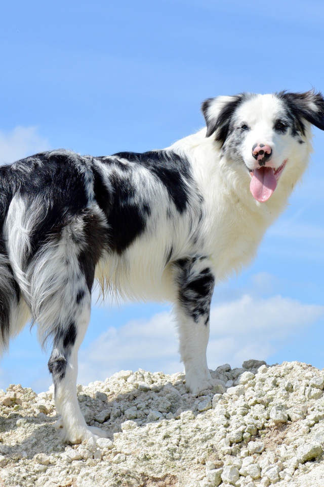 Собака с высунутым языком на фоне неба 