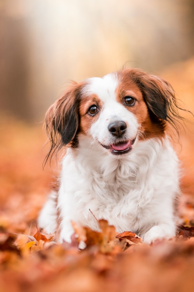 Собака с высунутым языком сидит на сухих листьях 