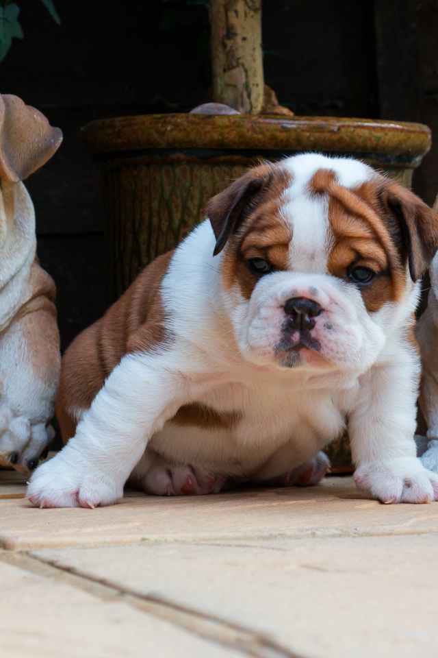 Щенок английского бульдога с садовыми фигурами