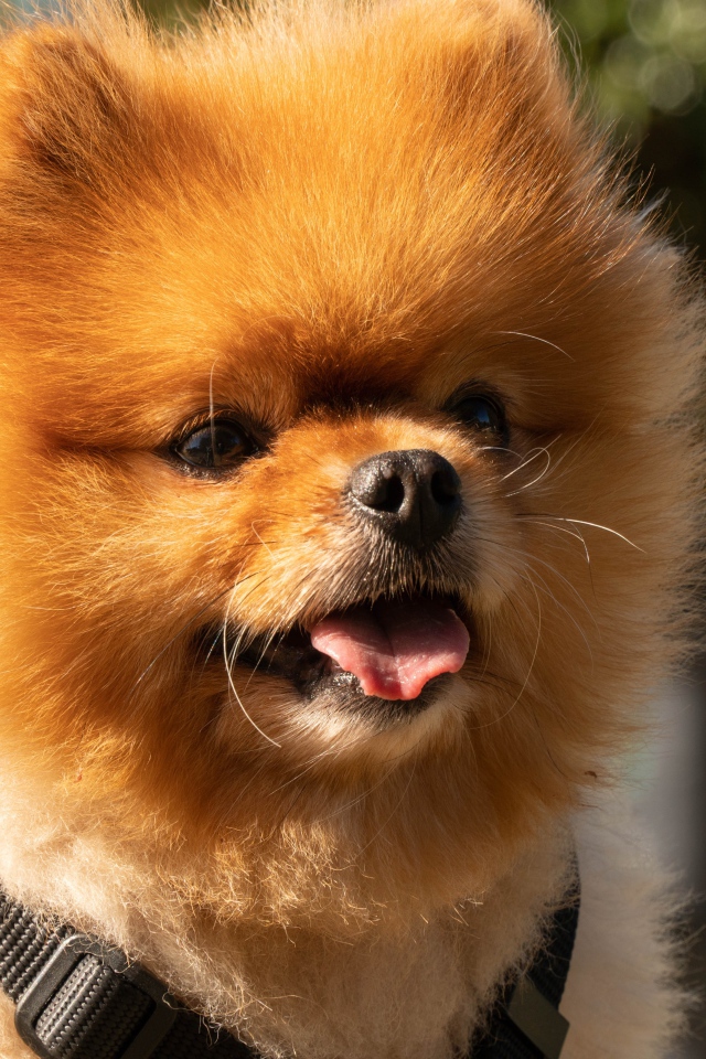 Пушистый померанский шпиц с высунутым языком