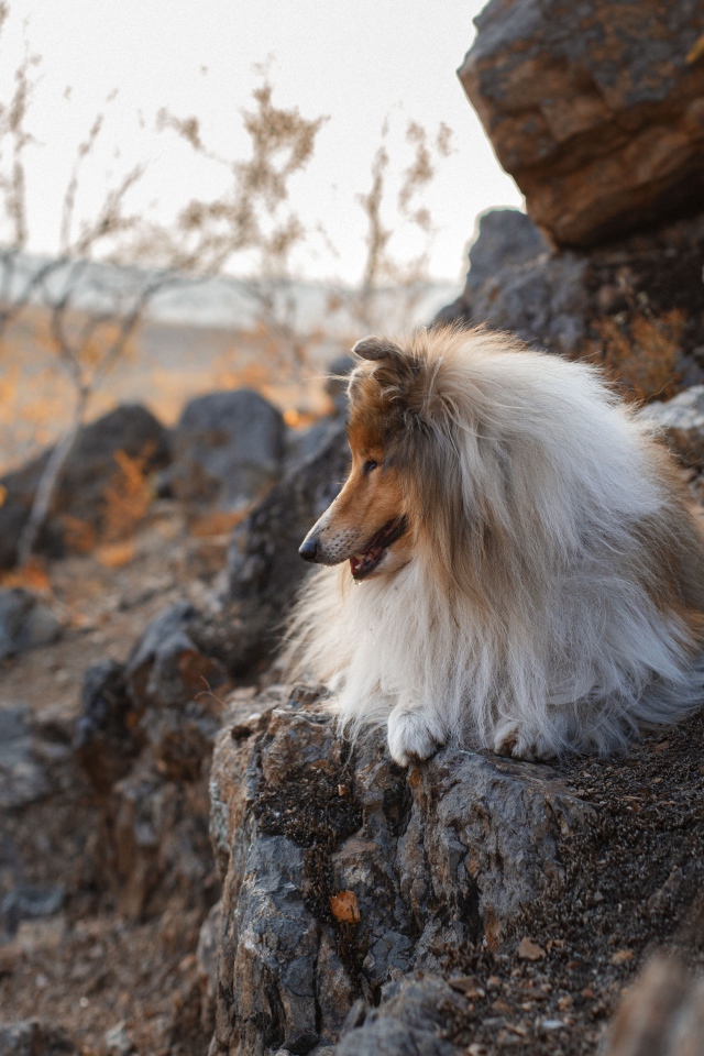 Пушистая собака лежит на камнях 