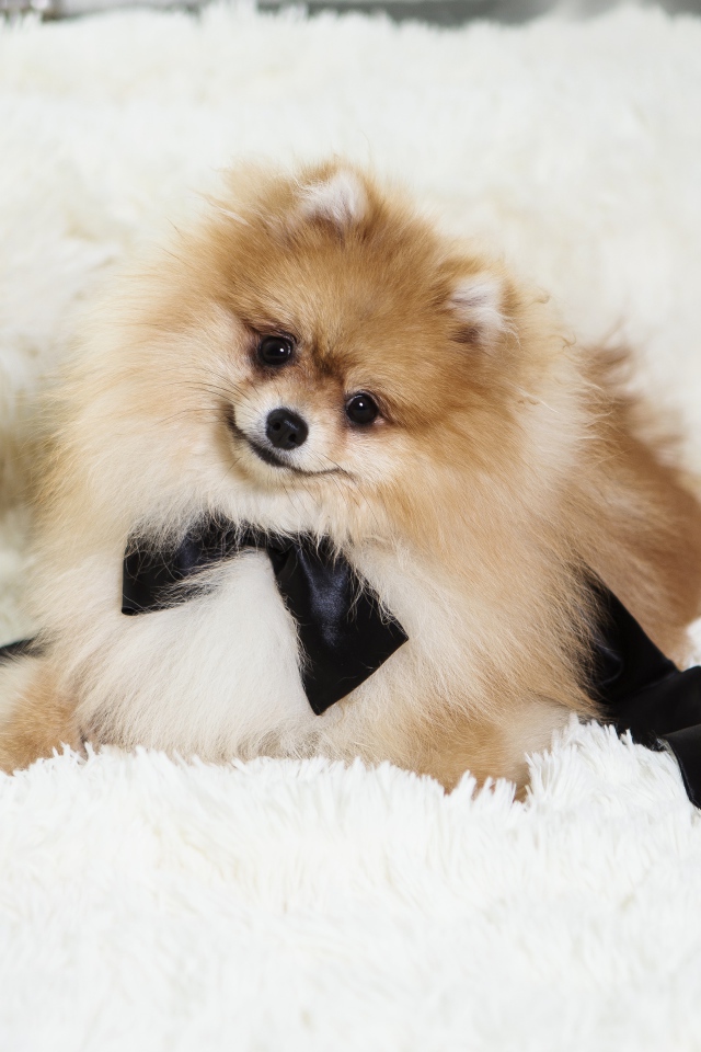 Пушистый шпиц с черным бантом на кровати