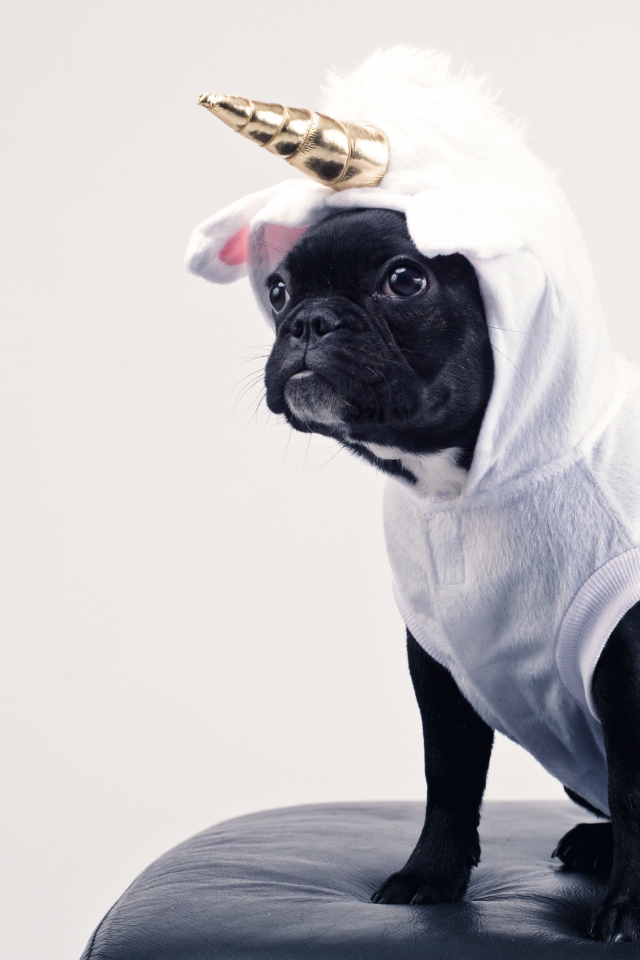 Французский бульдог в костюме единорога 