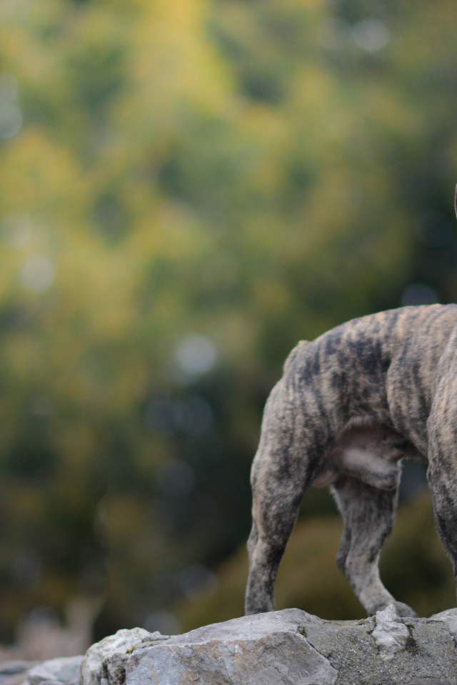 Французский бульдог стоит на камне