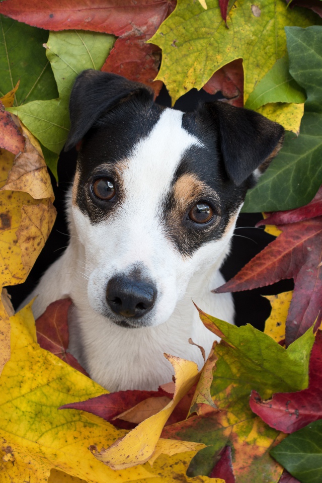 Смешной Джек Рассел Терьер в разноцветных осенних листьях 