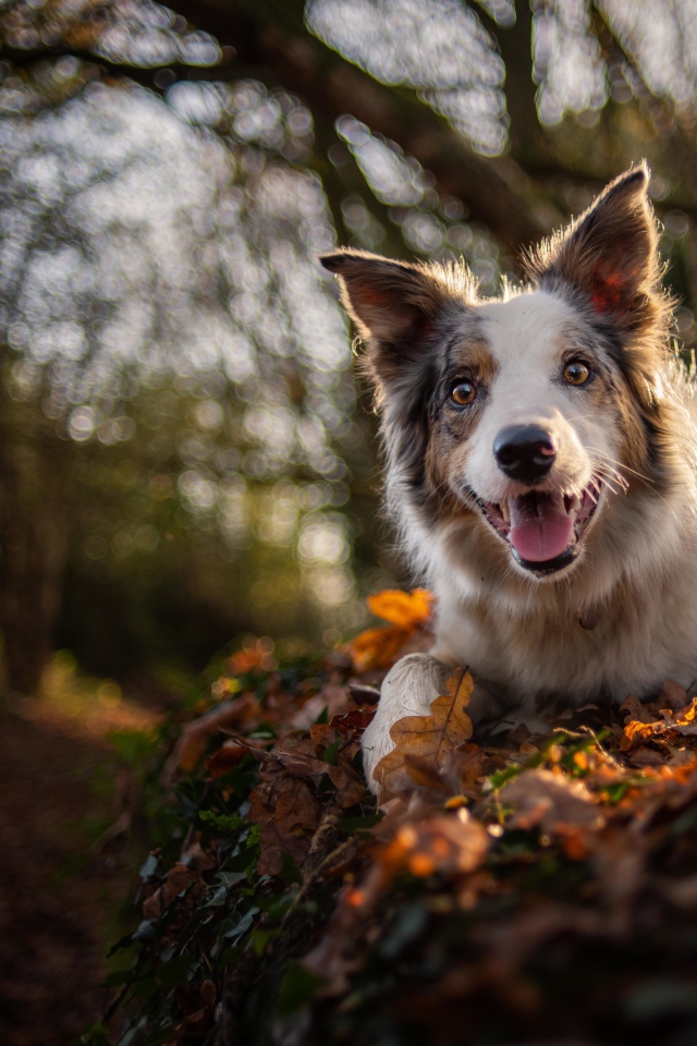 Забавная собака породы Бордер-Колли
