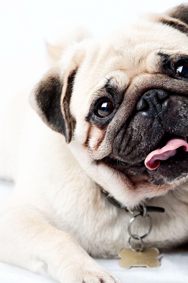 Забавный мопс с высунутым языком на белом фоне 