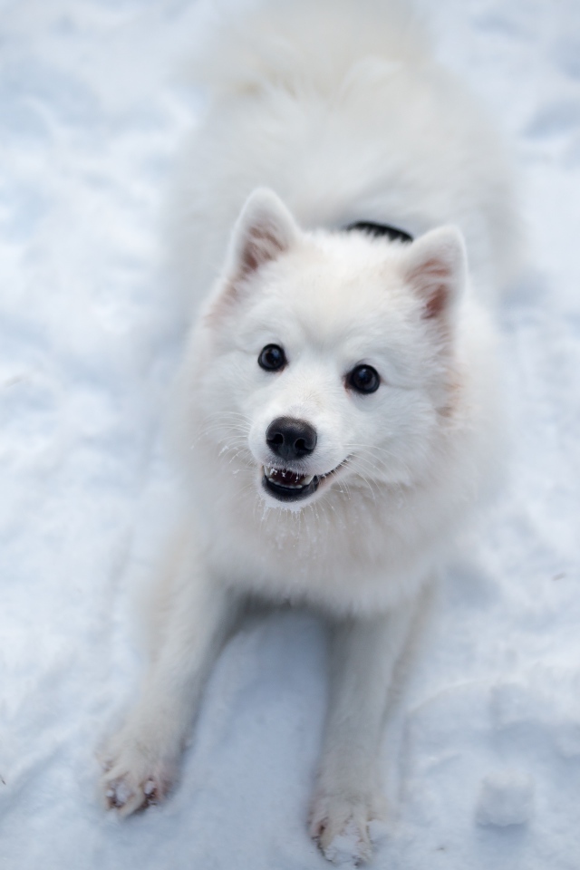 Забавная белая собака играет на снегу 