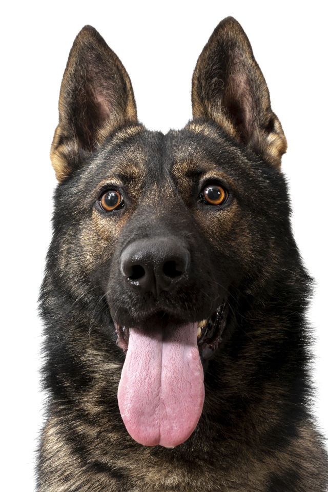 Немецкая овчарка  с высунутым языком