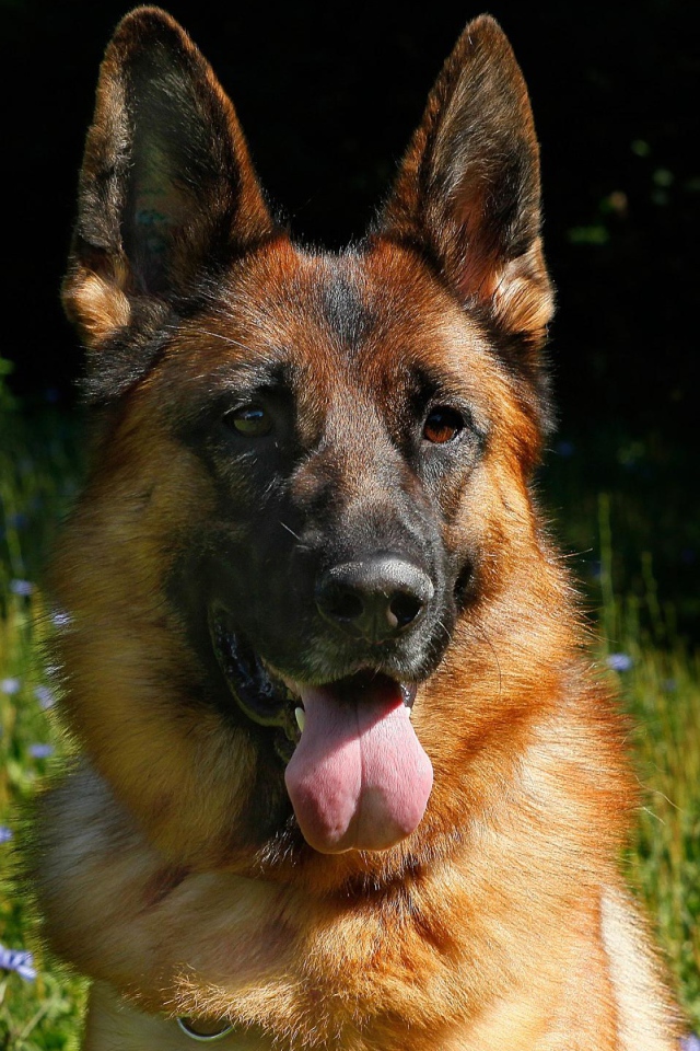 Немецкая овчарка с высунутым языком на зеленой траве