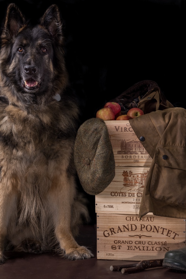 Немецкая овчарка на черном фоне охраняет вещи и ящики с яблоками
