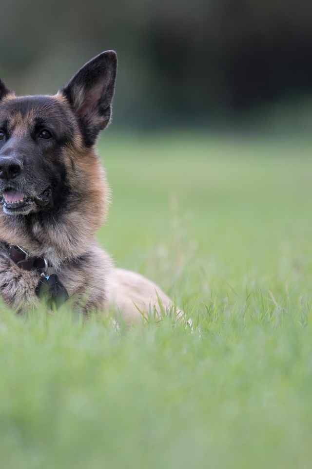 Немецкая овчарка отдыхает в зеленой траве