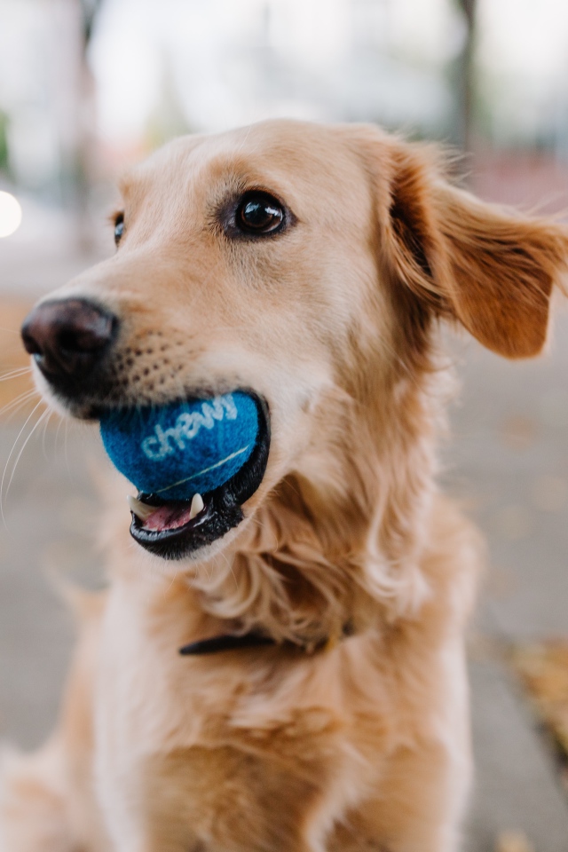 Golden Retriever with a ball in its mouth