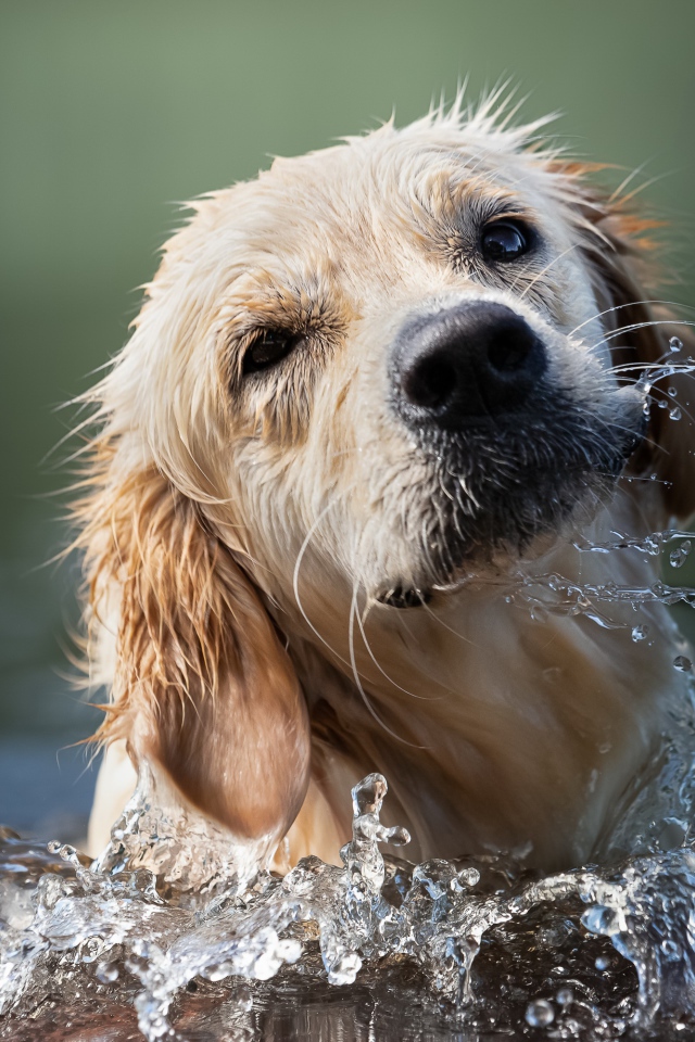 Золотистый ретривер купается в воде 