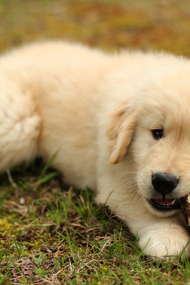 Щенок золотистого ретривера грызет палку на траве