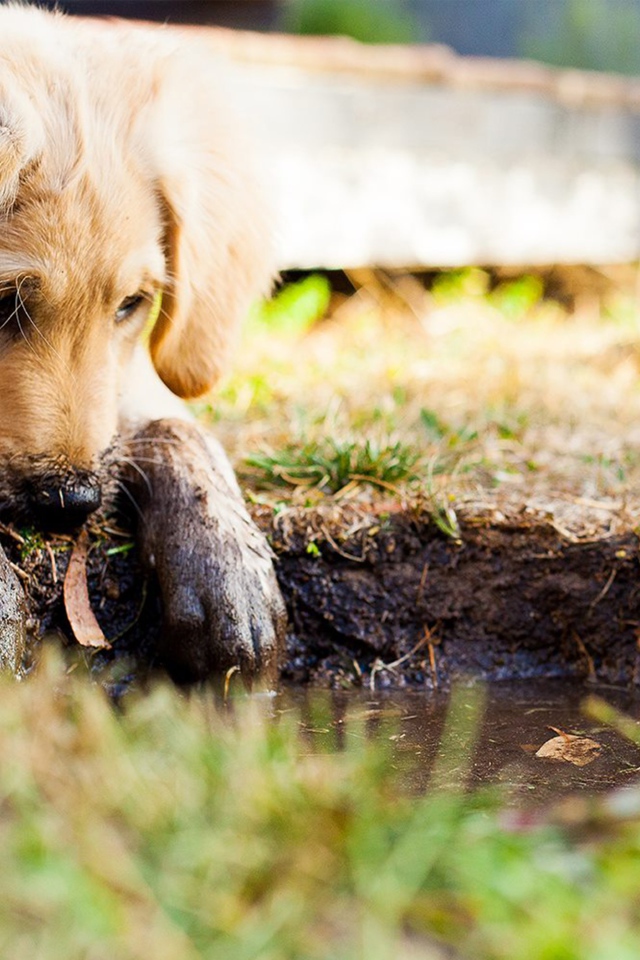 Золотистый ретривер с грязными лапами у лужи 
