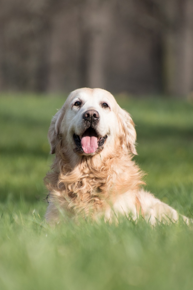 Золотистый ретривер с высунутым языком в зеленой траве
