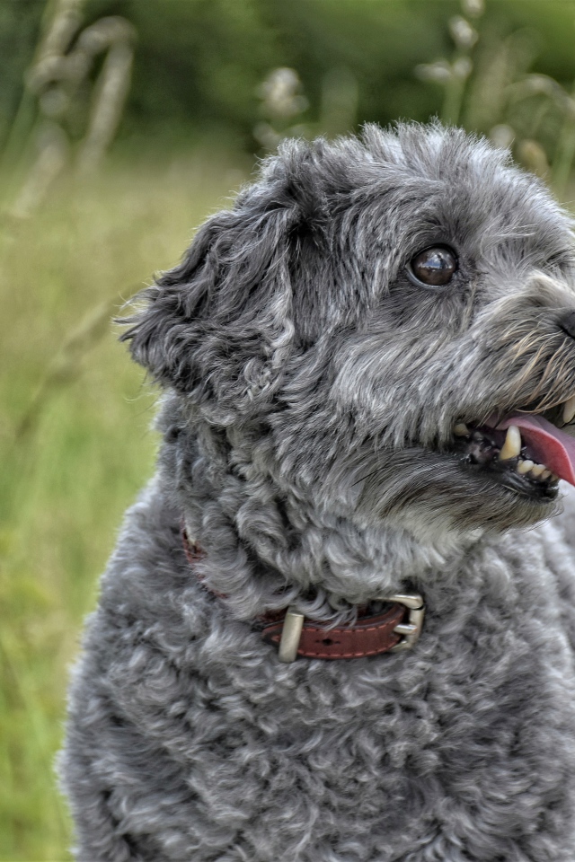 Серый маленький пудель с высунутым языком в траве