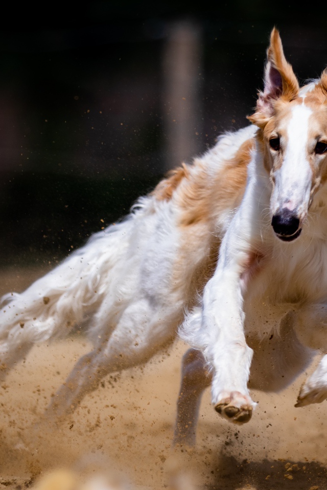 Greyhound dog running on the sand
